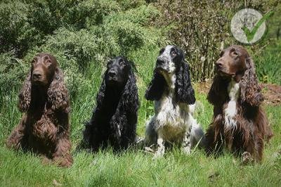 Field Spaniel