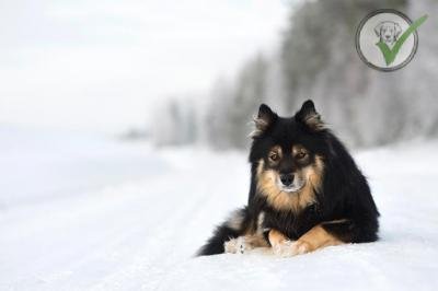 Finnish Lapphund