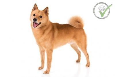 Finnish Spitz