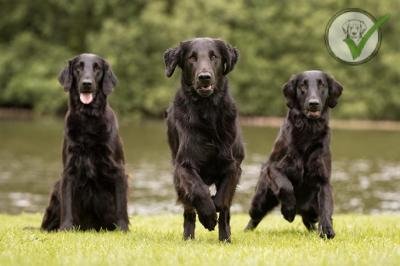 Flat-Coated Retriever
