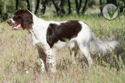 French Spaniel