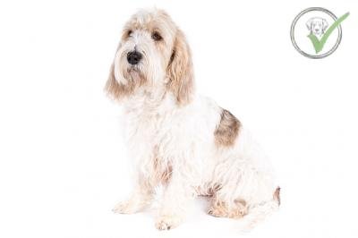 Grand Basset Griffon Vendéen