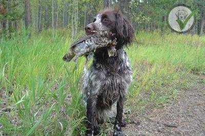 German Longhaired Pointer