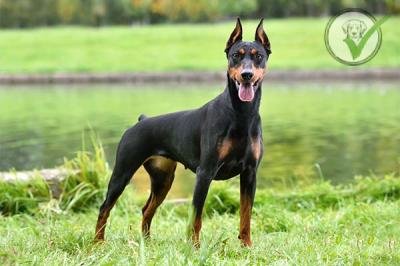 German Pinscher