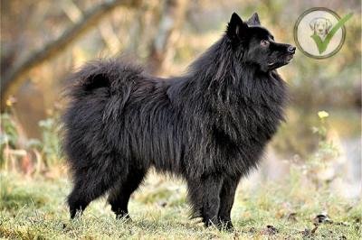 German Spitz