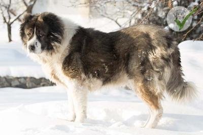 Caucasian Shepherd Dog