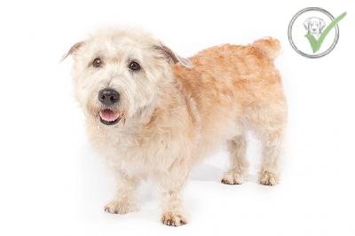 Glen of Imaal Terrier