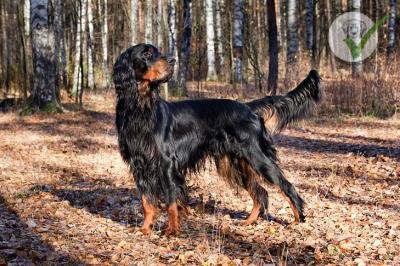 Gordon Setter
