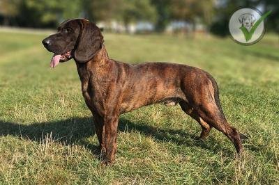 Hanoverian Scenthound