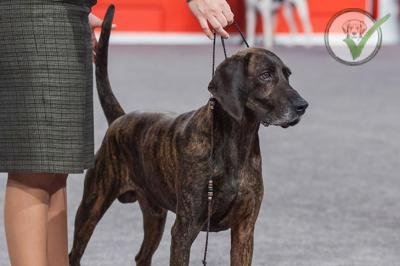 Plott Hound