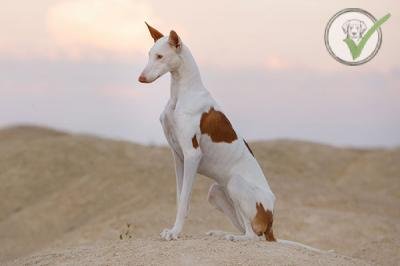 Ibizan Hound