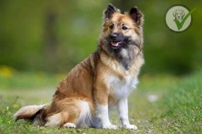 Icelandic Sheepdog