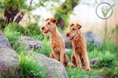 Irish Terrier