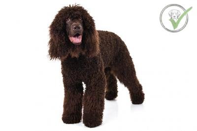 Irish Water Spaniel