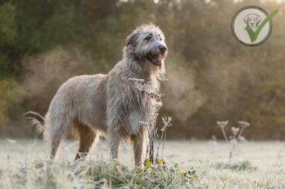 Irish Wolfhound