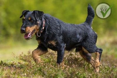 Jagdterrier
