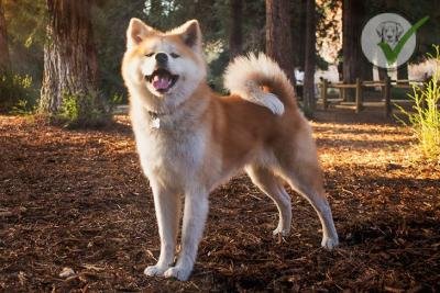 Japanese Akitainu