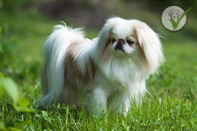 Japanese Chin