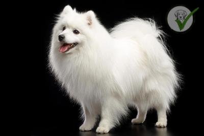 Japanese Spitz