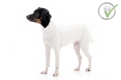 Japanese Terrier