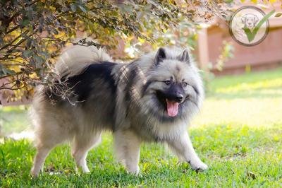 Keeshond