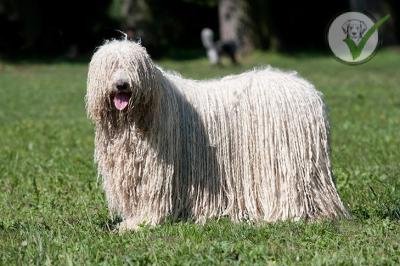 Komondor