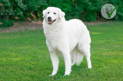 Kuvasz