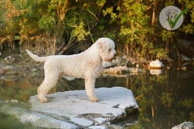 Lagotto Romagnolo