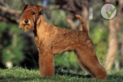 Lakeland Terrier