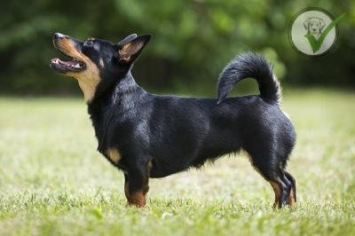Lancashire Heeler