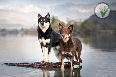 Lapponian Herder