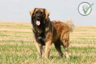 Leonberger