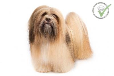 Lhasa Apso