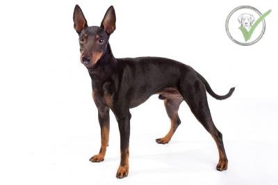 Manchester Terrier (Toy)