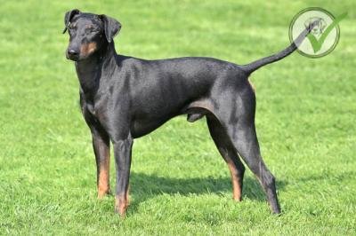 Manchester Terrier (Standard)