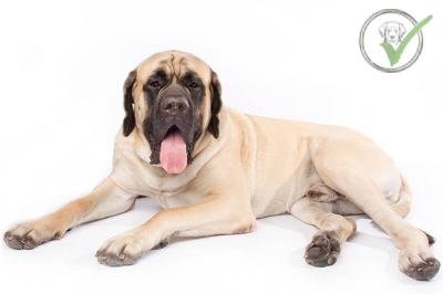 Mastiff