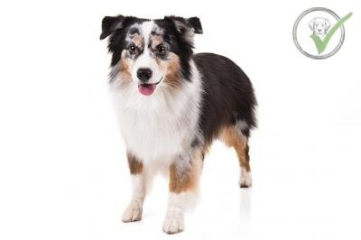 Miniature American Shepherd