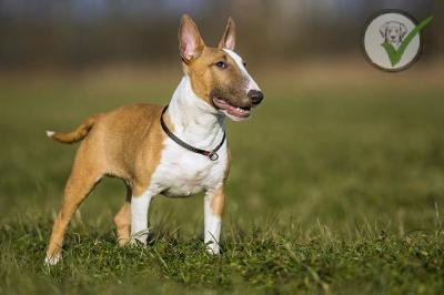 Miniature Bull Terrier