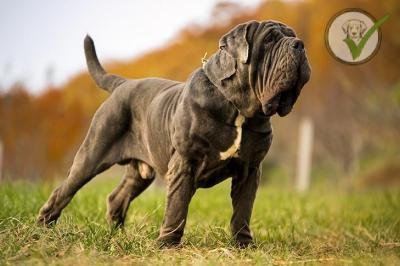 Neapolitan Mastiff