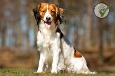 Nederlandse Kooikerhondje