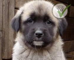 Anatolian Shepherd Dog