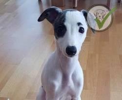 Whippet