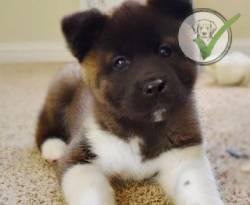 Akita