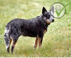 Australian Cattle Dog