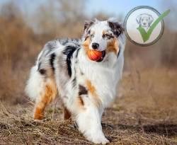 Australian Shepherd