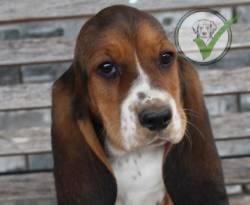 Basset Hound