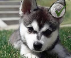Alaskan Klee Kai