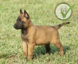 Belgian Malinois