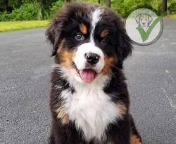 Bernese Mountain Dog