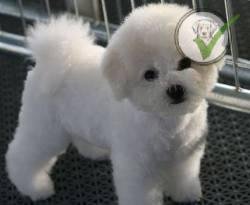 Bichon Frise